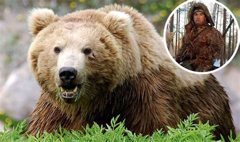 Brown Bears Kill And Eat Ranger In Russia Nature Reserve World News