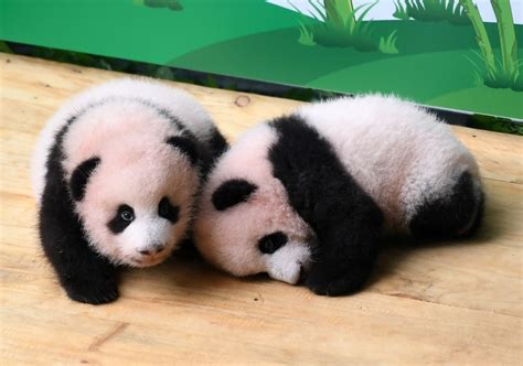 Giant Panda Cubs Receive Public Visitors In China Zoo Peoples Daily