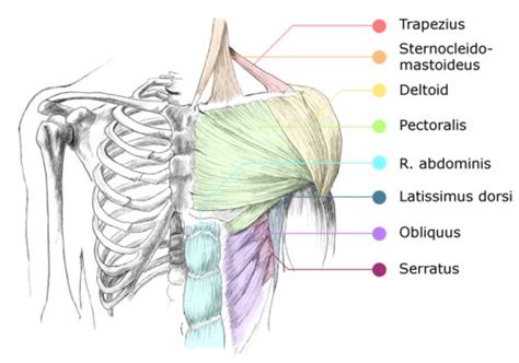 Primarily, there are three chest muscles involved in movement: muscles of the chest and shoulder - ModernHeal.com