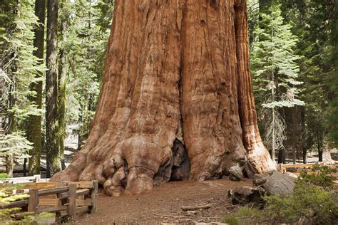 10 Of The Tallest Trees In The World
