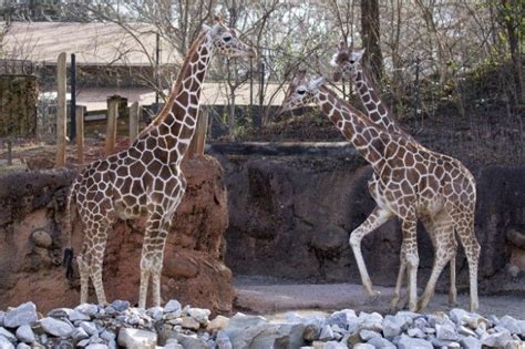Welcome To Zoo Atlanta Atlanta Zoo Giraffe Feeding Giraffe