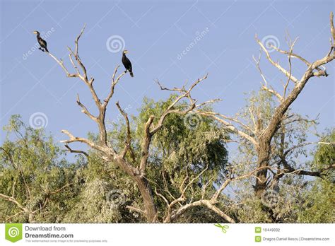 Birds And Trees Stock Photo Image Of Delta Calmness 10449032