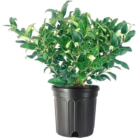 Curled Leaf Privet 3 Large Gallon Size Plants Ligustrum Japonicum