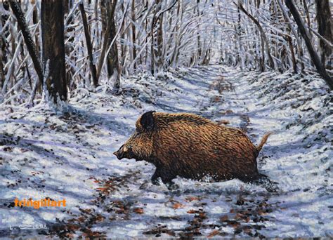 Wildschwein Dzik Sanglier Wild Boar Peinture Artiste Peintre Animalier