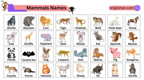 100 Mammals Names With Pictures And Examples Englishan