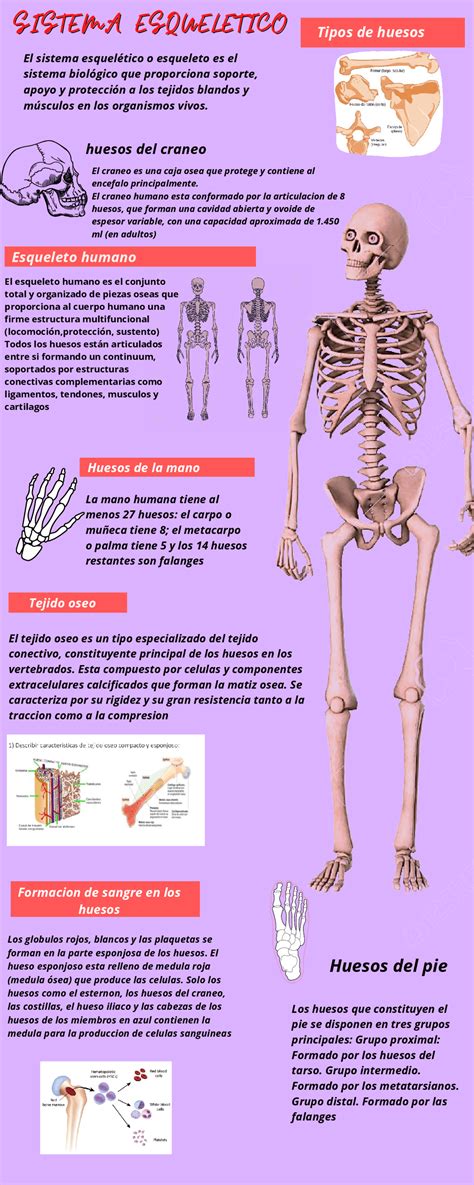Sistema Esqueletico Infografia Docsity