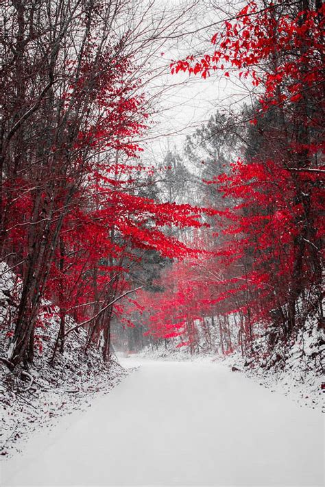 This Is So I Think Is Beautiful The Contrast Of The Red
