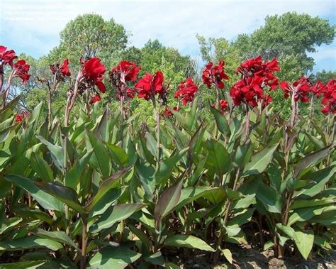 While the flowers of some varieties of. PlantFiles Pictures: Canna Lily 'Red Dazzler' (Canna x ...