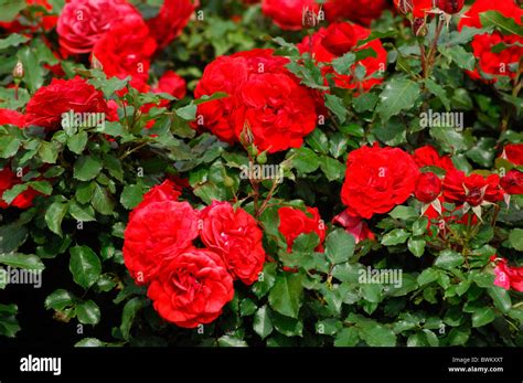 Queen Mary Rose Garden Bloom Kapafotodesign