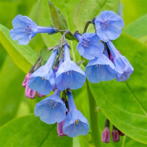 10 Great Purple Shade Perennials For Your Garden