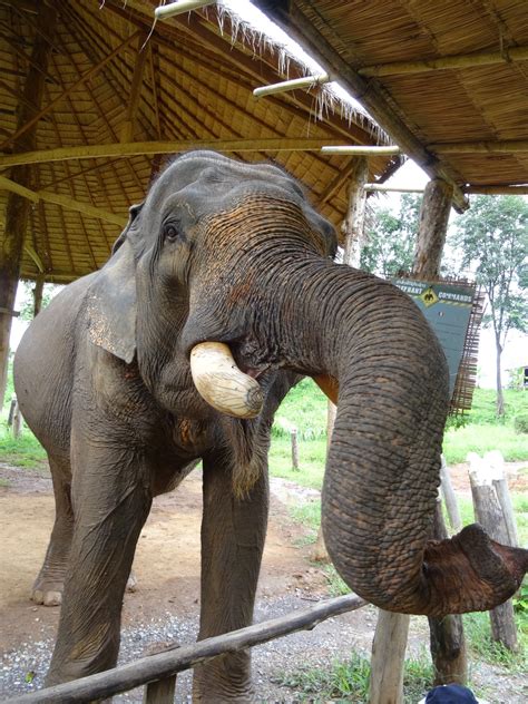 Sayaboury Elephant Conservation Centre