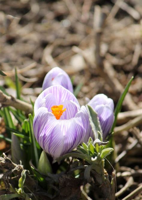 White Flower With Purple Veins Of Spring Crocus Stock Image Image Of