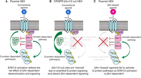 Model Depicting The Dual Roles Of Arrestins In The Gpcr Dependent