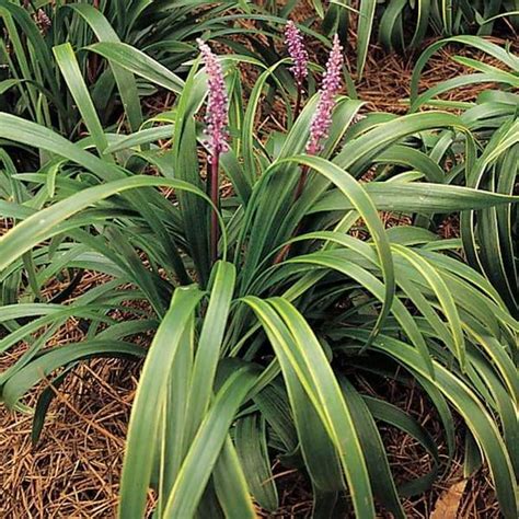 Classy Groundcovers Lily Turf Gold Band Gold Banded Liriope