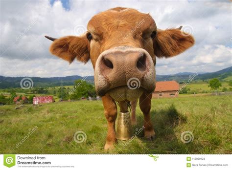 Funny Face Bull Stock Image Image Of Bell Meadow Green 119020123