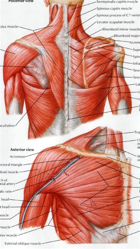 Upper Body Surface Landmarks Of The Muscles Posters Ph