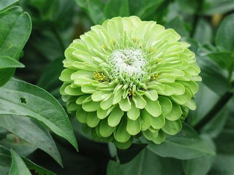 10 Green Flowers Types Meanings And Growing Tips Mystargarden