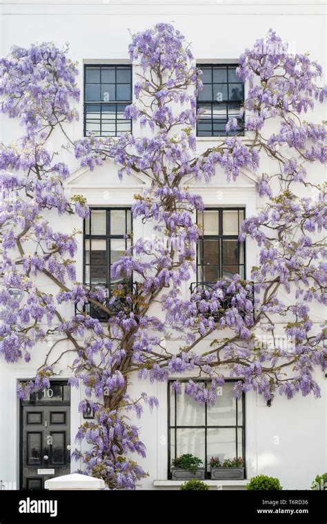 Wisteria On A House In Canning Place Kensington London England Stock