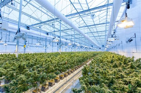 Commercial Cannabis Cultivation Does Growing Use A Lot Of Water