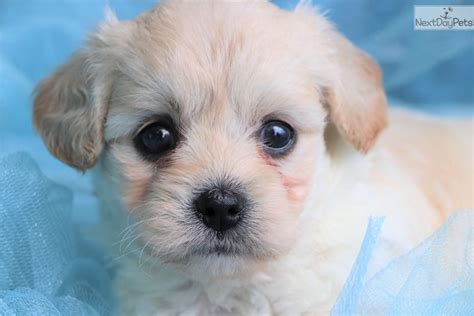 Welcome to greenfield puppies' new york puppies for sale page. Cavachon puppy for sale near Greensboro, North Carolina. | 8f3c3024-a4f1