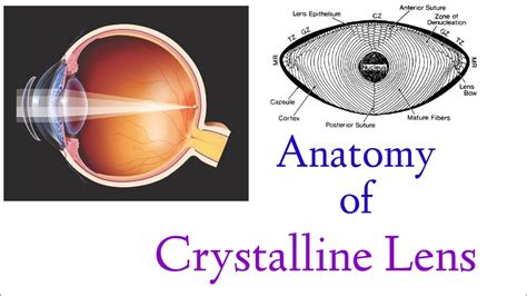 In human eye, eyeball is the round part with approximate diameter of 2.3 cm. Anatomy of Crystalline Lens || Structure || Human Eye ...