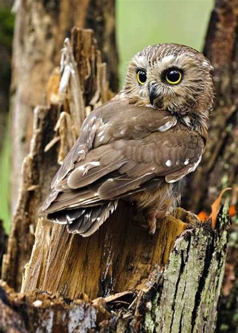 Michigans Smallest Owl Northern Saw Whet 6 8 Inches Tall Owl Photos