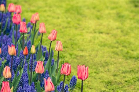 Premium Photo Pink Tulips And Muscari Hyacinth Field