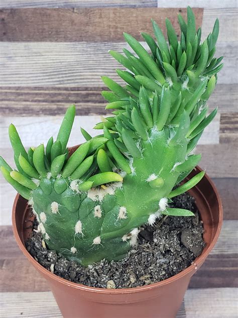 Live Crested Eves Pin Cactus Austrocylindropuntia Subulata F Cristata