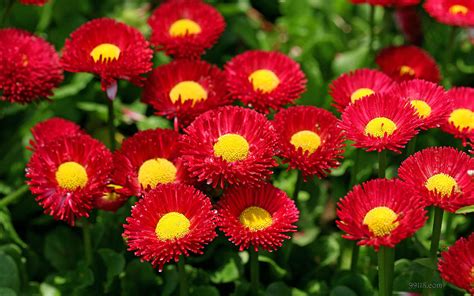 Top 5 Most Popular Flowers In The World Herb And Flower World