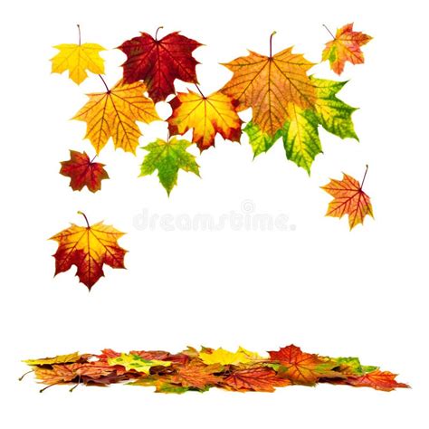 Colorful Autumn Leaves Falling Down Stock Photo Image Of Foliage