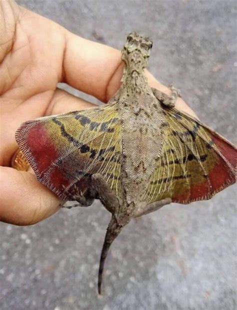 This Is The Flying Dragon Draco Volans A Species Endemic To