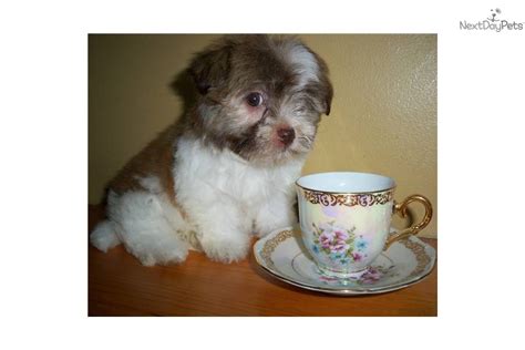 Meet Winona A Cute Havanese Puppy For Sale For 800 Sale Pending Tiny
