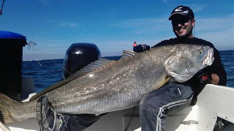 Pesca De Corvina De 40kg ¡impresionante Lucha Youtube