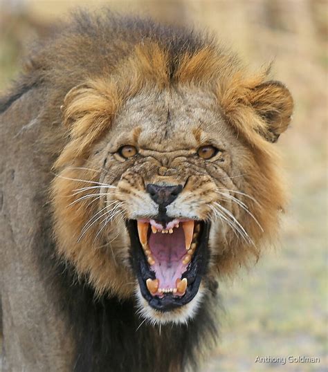 Angry Lion Photo