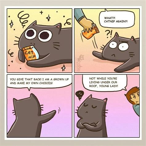 Catnip Cat Comics Crazy Cats Funny Cat Memes