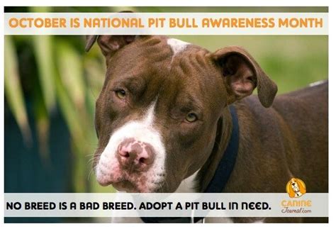 Love Pitbulls They Are Amazing Dogs Lovey Friendly And Caring