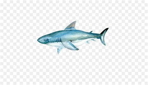Tubarão Tubarão Tigre Pintura Em Aquarela png transparente grátis
