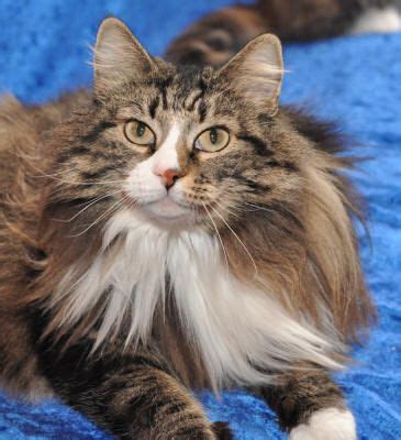 Maine coon cats from mainelyclassic maine coons in north carolina. Meet Dame - Mi-Chi Norwegians | Forest cat, Siberian cat ...