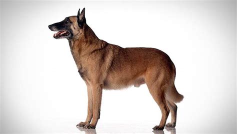 3,613 likes · 78 talking about this. Dog Photo: Belgian Malinois Dog Pictures