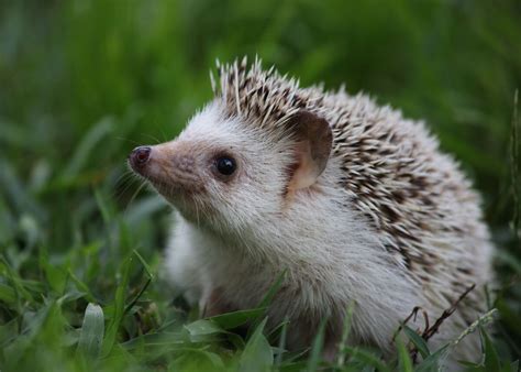Things To Know — Prickle Farms Hedgehogs