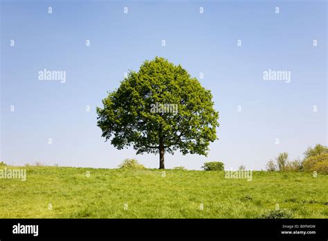 Small Isolated Tree In A Field Of Grass Stock Photo Alamy