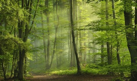 Wallpaper Sunlight Trees Landscape Nature Branch Green Morning