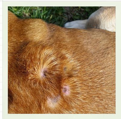Signs of ringworm in cats. Lesions on Back | Dog ringworm, Dogs, Health