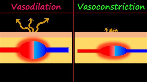 Vasodilation And Vasoconstriction Youtube