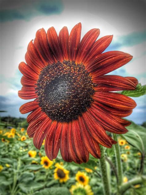 In The Life Of A Sunflower Photograph By Kim Brandt Fine Art America