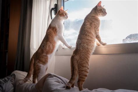 Two Curious Cats Look Out The Window Stock Image Image Of Happiness