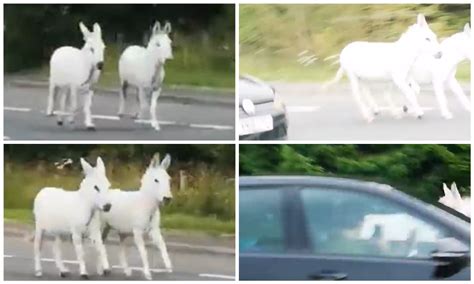 Video Footage Shows Runaway Donkeys Causing Traffic Chaos On A90