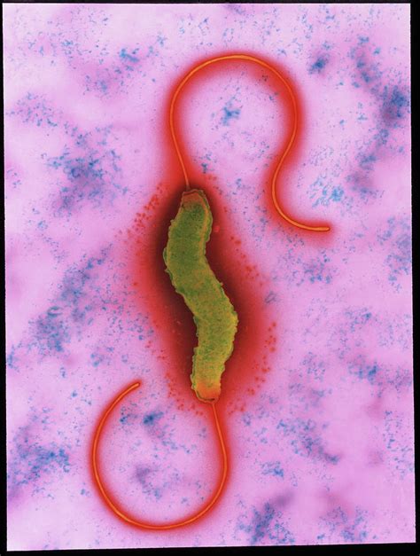 Campylobacter Jejuni Bacterium Photograph By A Dowsett Health