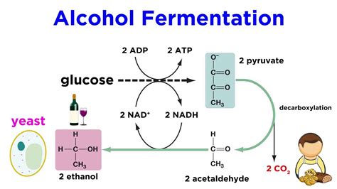 Anaerobic Respiration And Fermentation Youtube
