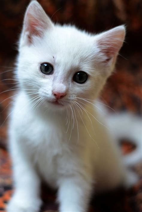 White Cat Cute Cats Cats And Kittens Pretty Cats